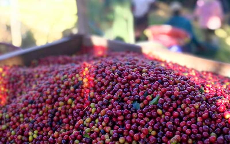 Giá cà phê tăng mạnh giữa mùa cao điểm thu hoạch, vì sao? Giá cà phê tăng mạnh giữa mùa cao điểm thu hoạch, vì sao?