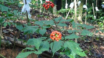 Lãnh đạo tỉnh livestream quảng bá sâm Ngọc Linh, tiết lộ giá sảm phẩm Quốc bảo của Việt Nam