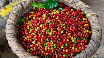 Chuyên gia dự báo: Giá cà phê sẽ tăng mạnh trở lại do cung ít hơn cầu