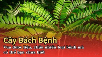 Cây bách bệnh - Vua dược liệu bạn đã biết chưa?