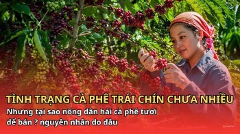 Tại sao nông dân lại tranh thủ hái cà phê tươi để bán?