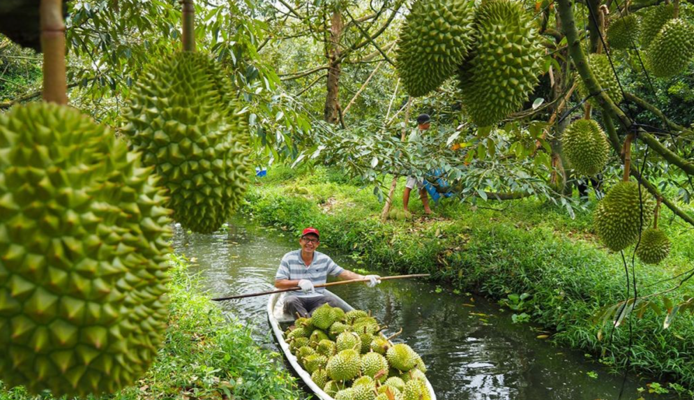 Xuất khẩu sầu riêng dự kiến thu về trên 3,2 tỷ USD trong năm 2024 Xuất khẩu sầu riêng dự kiến thu về trên 3,2 tỷ USD trong năm 2024