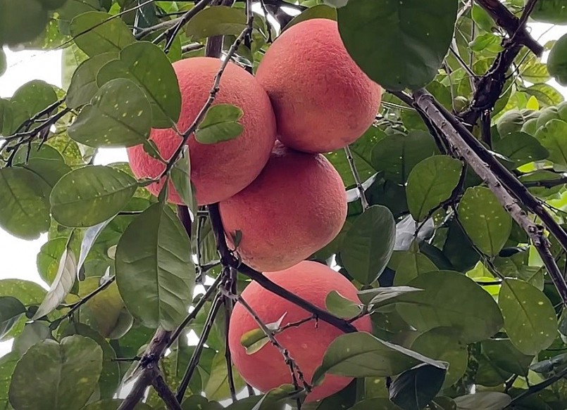 Bưởi đỏ tiến vua với tạo hình độc đáo đúc chữ \'tài - lộc\' hay thỏi vàng những năm gần đây trở thành mặt hàng ưa chuộng. Bưởi đỏ tiến vua với tạo hình độc đáo đúc chữ \'tài - lộc\' hay thỏi vàng những năm gần đây trở thành mặt hàng ưa chuộng.