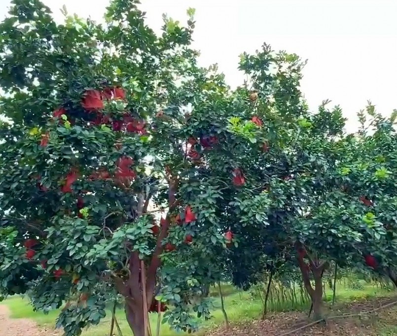 Bưởi đỏ Đông Cao hay còn gọi là bưởi đỏ tiến vua, (xã Tráng Việt, huyện Mê Linh, thành phố Hà Nội) là giống bưởi đỏ quý hiếm được các nhà vườn trồng và chăm sóc cẩn thận chuyên phục vụ dịp Tết Nguyên đán. Bưởi đỏ Đông Cao hay còn gọi là bưởi đỏ tiến vua, (xã Tráng Việt, huyện Mê Linh, thành phố Hà Nội) là giống bưởi đỏ quý hiếm được các nhà vườn trồng và chăm sóc cẩn thận chuyên phục vụ dịp Tết Nguyên đán.