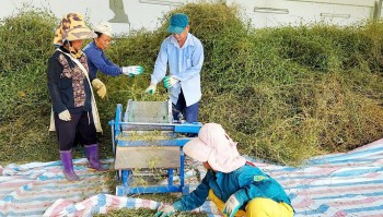 Tiếp sức cho hợp tác xã phát triển