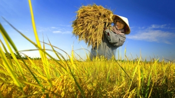 Thực hiện nông nghiệp "Net Zero" giúp cải thiện chất lượng sản phẩm