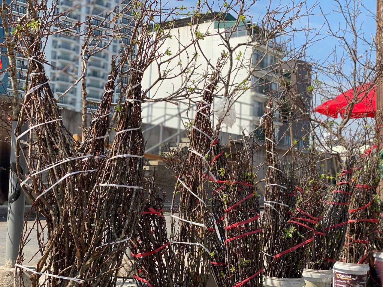 là thay vì có giá tiền triệu đến vài triệu đồng như trước, giá cành hoa mận giờ rẻ như rau ngoài chợ. là thay vì có giá tiền triệu đến vài triệu đồng như trước, giá cành hoa mận giờ rẻ như rau ngoài chợ.