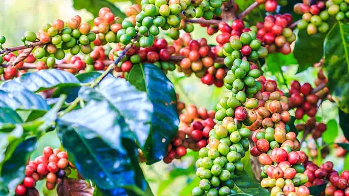 Thị trường cà phê trong nước giữ ổn định so với ngày hôm qua.