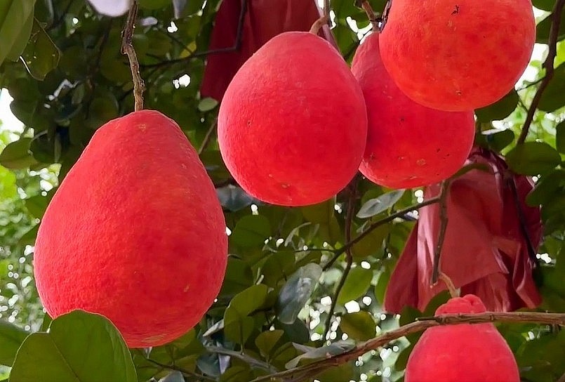 Bưởi đỏ "tiến vua" tăng giá sốc trước Tết Bưởi đỏ "tiến vua" tăng giá sốc trước Tết
