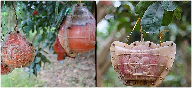 Bưởi đỏ "tiến vua" tăng giá sốc trước Tết Bưởi đỏ "tiến vua" tăng giá sốc trước Tết