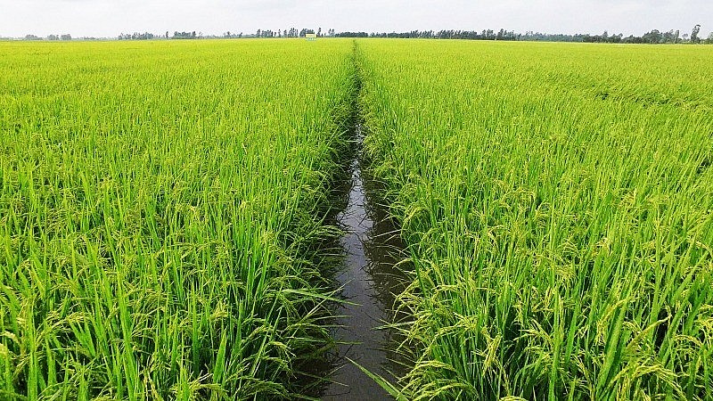 Giá gạo 5% tấm xuất khẩu của Việt Nam bất ngờ rơi khỏi mốc 500 USD/tấn đã khiến nhiều nông dân “đứng ngồi không yên” bởi vụ đông xuân sắp bước vào giai đoạn thu hoạch.