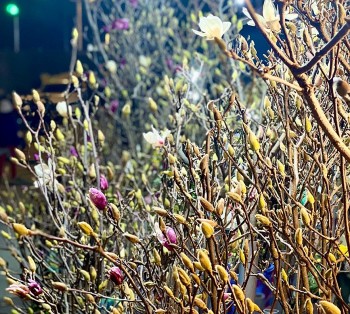 Mộc lan lộng lẫy, quý phái, được chị em ráo riết "săn lùng" chơi Tết Nguyên đán Ất Tỵ