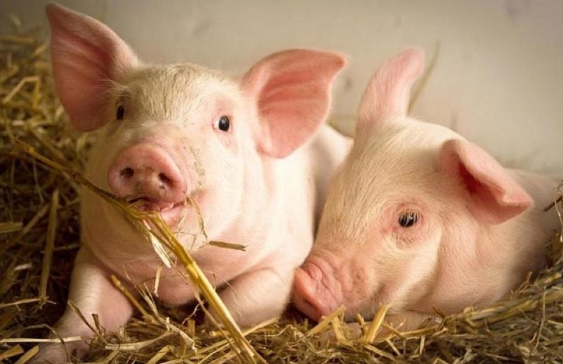 Giá heo hơi tăng trở lại trên cả nước Giá heo hơi tăng trở lại trên cả nước