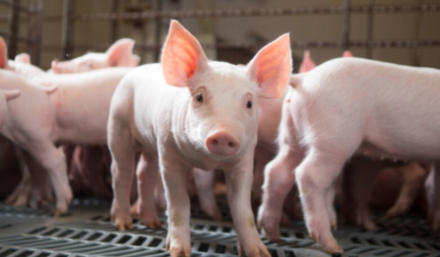 Giá heo hơi tăng trở lại trên cả nước Giá heo hơi tăng trở lại trên cả nước