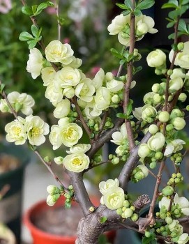 5 loại hoa nhập khẩu "hot trend" được hội chị em "săn lùng"