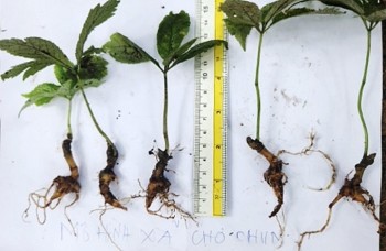 Các mô hình trồng thử sâm Ngọc Linh đều chưa đạt