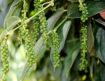 Giá tiêu tăng nhẹ tại Đắk Lắk, Đắk Nông