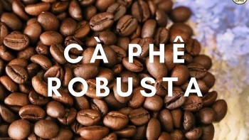 Giá cà phê robusta giảm mạnh ngày thứ hai liên tiếp