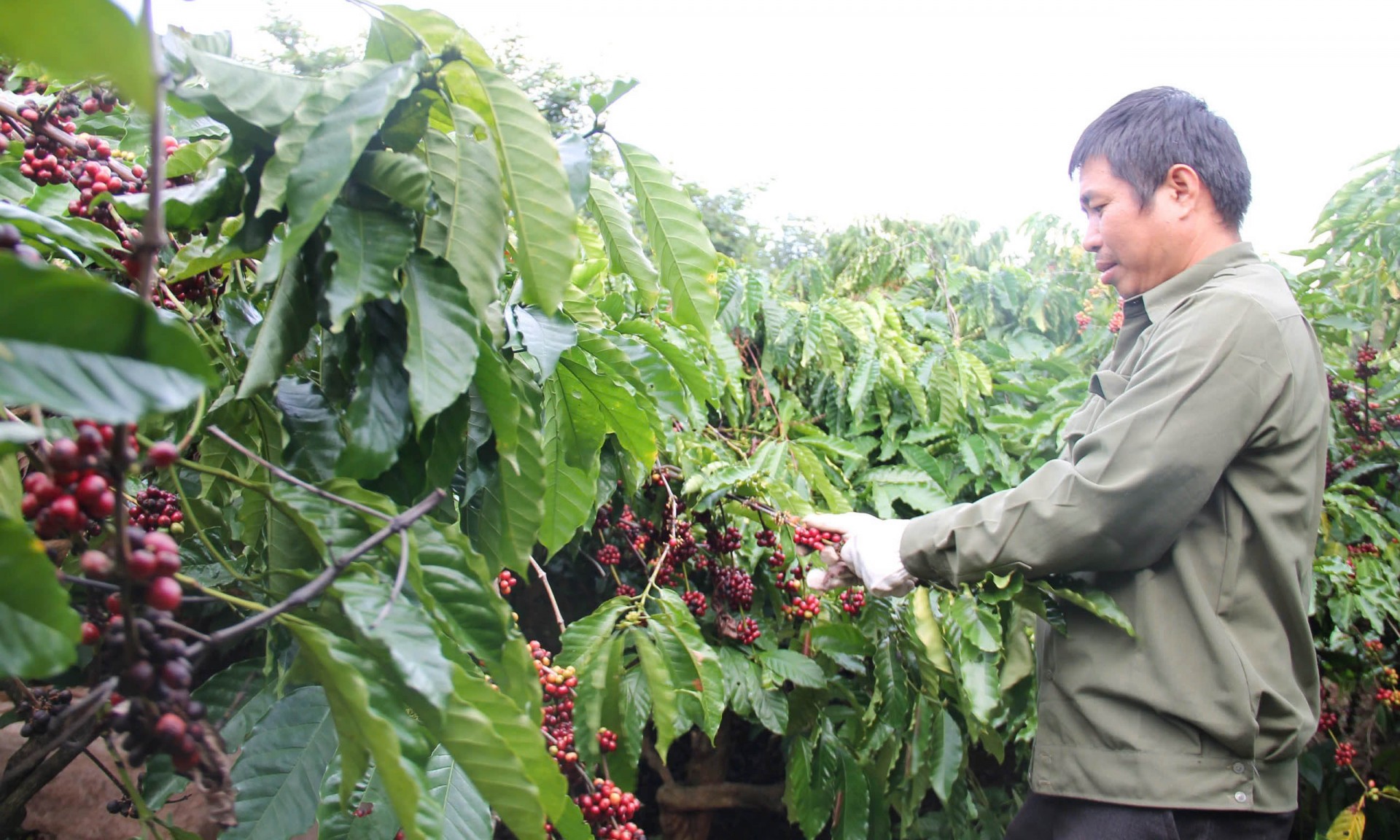 Tái canh cà phê ở Đắk Lắk vì sao khó về đích? Tái canh cà phê ở Đắk Lắk vì sao khó về đích?