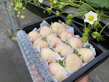 Dâu Tây Bạch Tuyết từng có giá triệu đồng/kg nay bán rẻ bèo trên "chợ mạng"