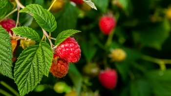 Cây mâm xôi - Vị thuốc quý từ thiên nhiên