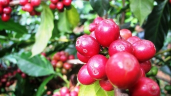 Giá cà phê tăng gần 2.000 đồng/kg so với hôm qua