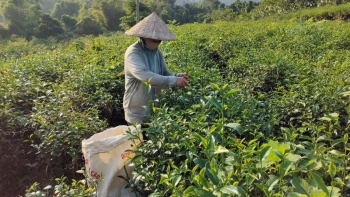 Bạch Thông chú trọng phát triển sản phẩm OCOP