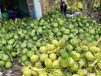 Nắng nóng, giá dừa tươi tăng từng ngày