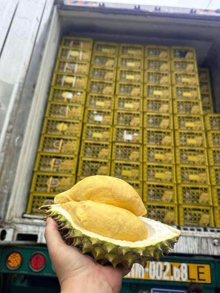 Giá sầu riêng tăng mạnh nhưng đầu ra còn nhiều điều đáng lo Giá sầu riêng tăng mạnh nhưng đầu ra còn nhiều điều đáng lo