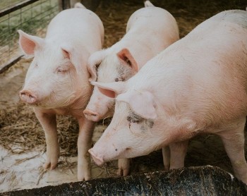 Giá heo hơi tiếp tục rớt giá tại nhiều địa phương