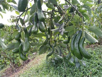 Quảng bá bơ Lâm Đồng trên chuyến bay đi Hàn Quốc