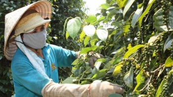 Nguyên nhân giá tiêu đột ngột giảm đến 3.500 đồng/kg?