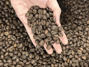 Giá cà phê lao dốc với tốc độ chóng mặt