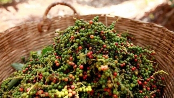 Nhu cầu tăng cao giúp giá tiêu trở lại mốc 160.000 đồng/kg