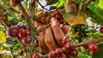 Đầu cơ bán tháo, giá cà phê lao dốc mạnh