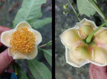 Phát hiện trà mi hoa vàng có giá trị dược liệu cao ở Ninh Thuận