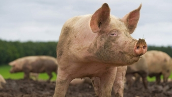 Giá heo hơi tiếp tục giảm sâu