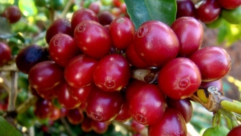 Vì sao giá cà phê toàn cầu đang bị đẩy lên cao?