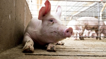 Thị trường heo hơi ổn định sau một tuần giảm sốc