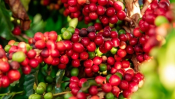 Giảm mạnh tuần qua, giá cà phê tuần này được dự đoán thế nào?