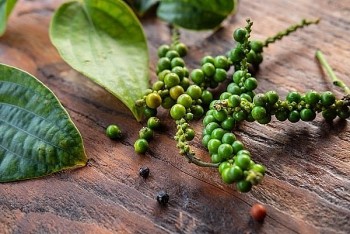 Giá tiêu tuần này được dự báo tiếp tục tăng