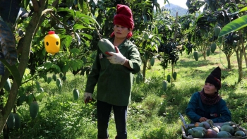 Cherry, táo, nho khô được giảm thuế nhập khẩu, nông sản Việt có bị "lép vế"?