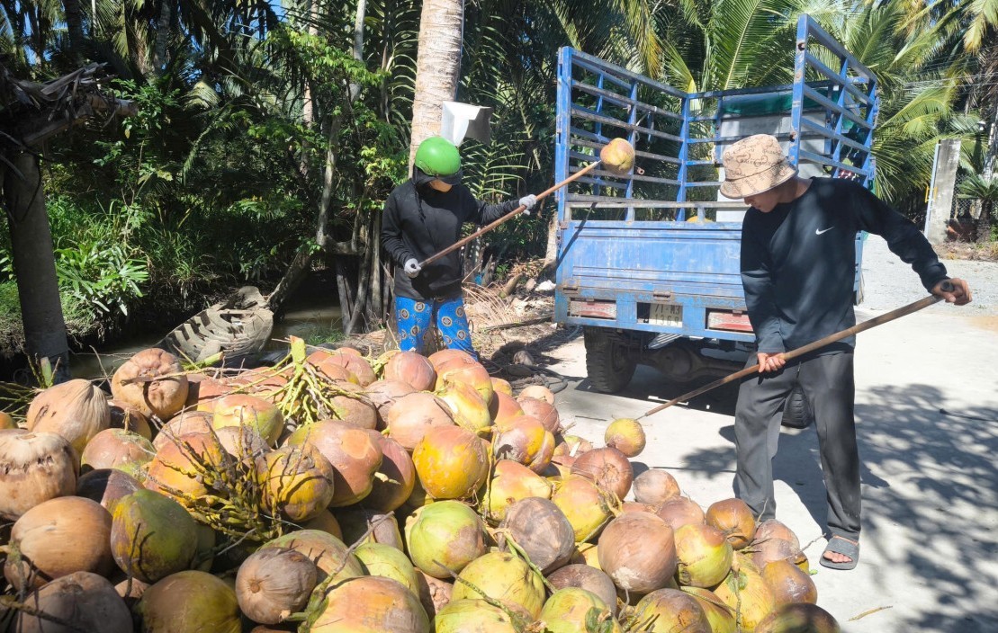Ngoài dừa xiêm, dừa khô cũng tăng giá mạnh.