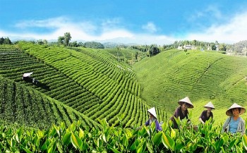 Hà Nội và Thái Nguyên liên kết phát triển văn hóa trà và tuyến đường sắt