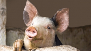 Giá heo hơi tiếp tục giảm sâu, có nơi 65.000 đồng/kg