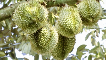 Cần chiến lược dài hơi để xuất khẩu rau quả "đi được đường dài"