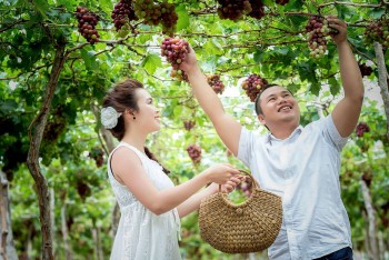 Tiềm năng phát triển Nho Ninh Thuận từ du lịch trải nghiệm