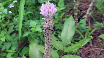 Cây đuôi chồn và những bài thuốc chữa bệnh