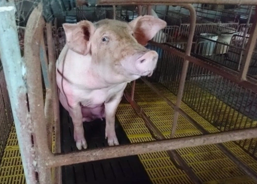 Thị trường heo hơi tiếp tục biến động trái chiều