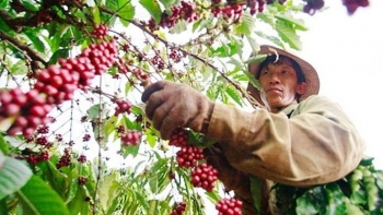 Đến lượt thị trường cà phê chao đảo vì thuế đối ứng của Mỹ